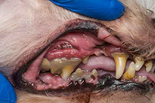 older dog teeth with tartar buildup