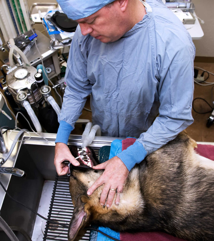 veterinary operation on dog's teeth