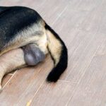 Pictures of Testicular Cancer in Dogs [Vet Advice]