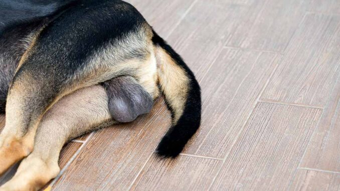 why do dogs balls get swollen