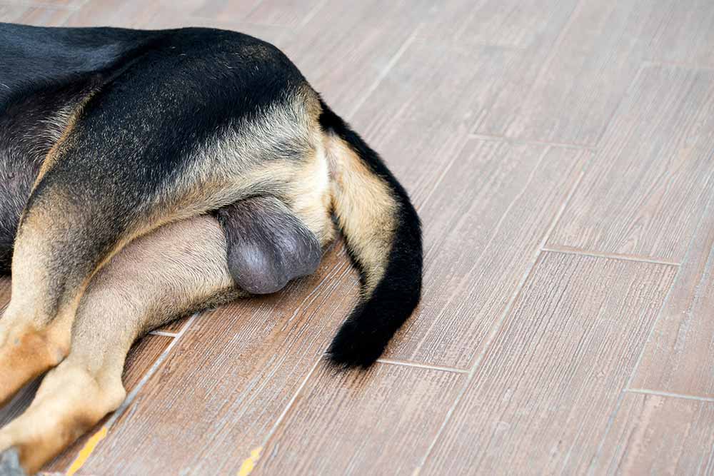 what is canine testicular cancer