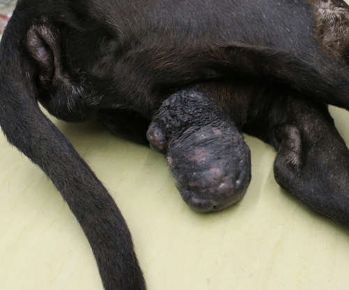 close up of testicular cancer tumor on black dog