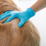 Dog skin problem, concept of healthcare, medical and skin disease