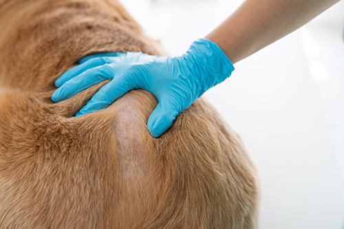 Close up of veterinarian's hands exam the dog skin problem, concept of healthcare, medical and skin disease in pet animal.