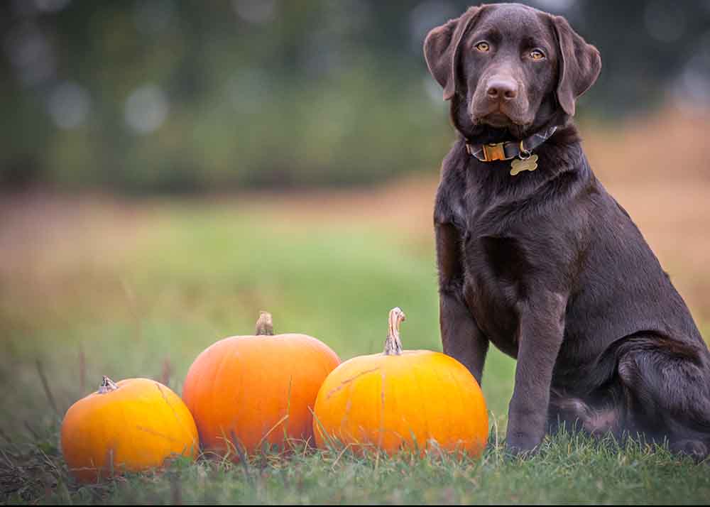 dog with 3 pumpkins