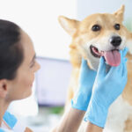 Thyroid Problems in Dogs [Pictures + Vet Advice]: Hypothyroidism and Hyperthyroidism