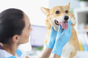 Thyroid Problems in Dogs [Pictures + Vet Advice]: Hypothyroidism and Hyperthyroidism