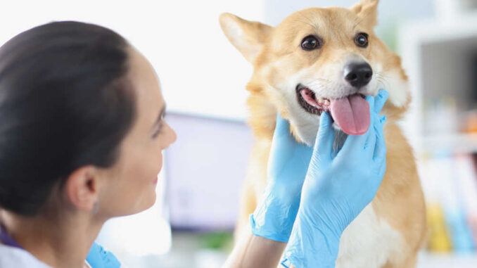 veterinarian checking for a dog's thyroid problems