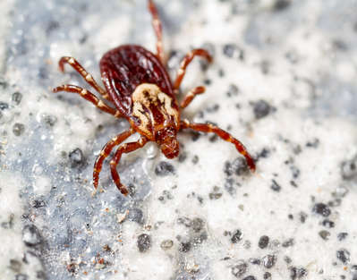 American dog tick