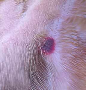 Ticks on Dogs, Tick Scabs and Bites (With Pictures): When Ticks Become ...