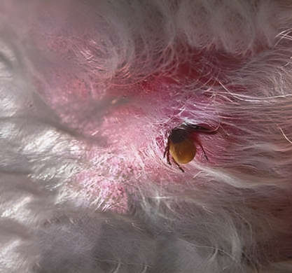 tick bite with tissue around the bite red and inflamed