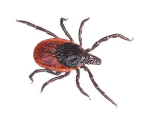 Black-legged tick