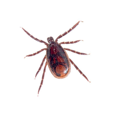 Brown dog tick