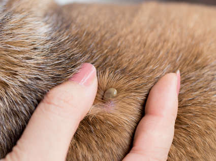 tick on dog's back