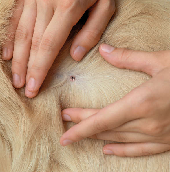 closeup showing normal tick scab on a dog