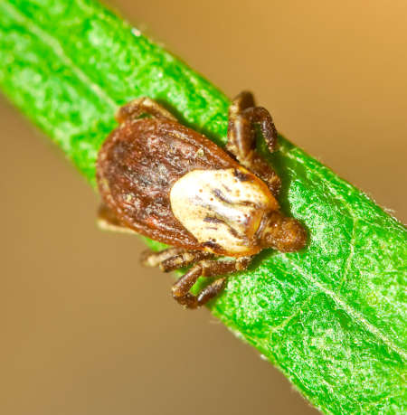 Rocky Mountain wood tick