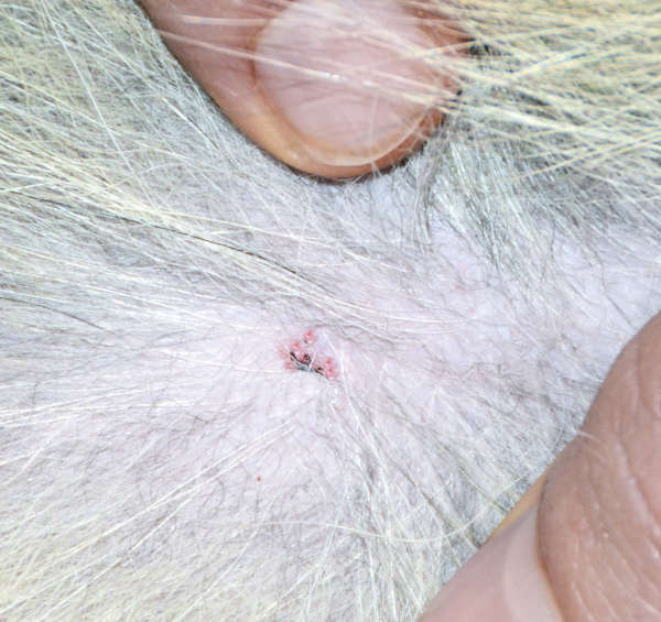 tick scab with head remaining