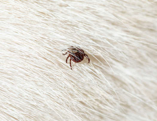 Is it a Tick, Skin Tag or Wart? A Vet Explains [With Pics]