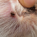 Dog’s Life Expectancy With Lyme Disease: Our Vet Explains
