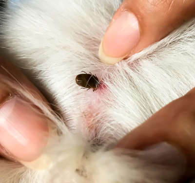 closeup showing a dark tick on dog skin