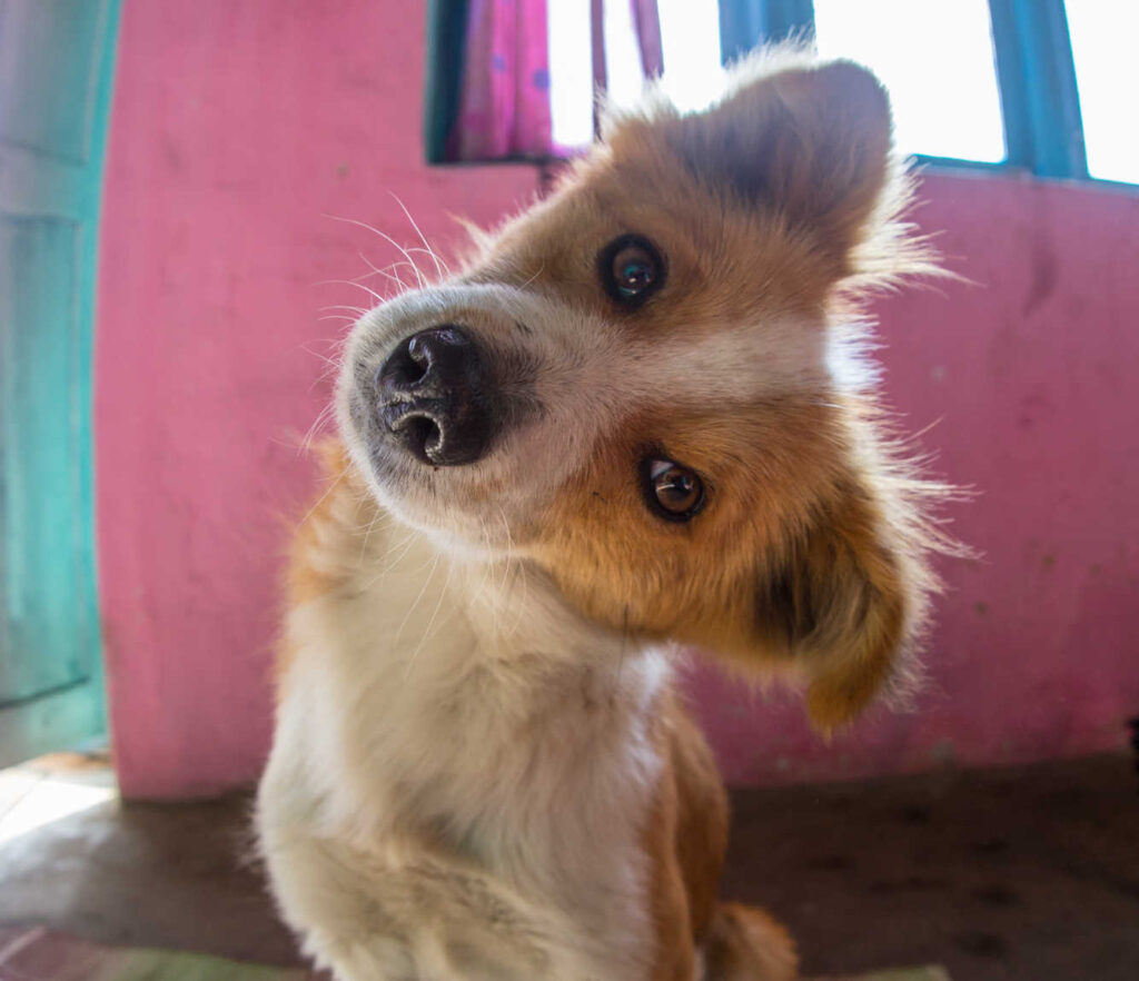 dog with strong head tilt