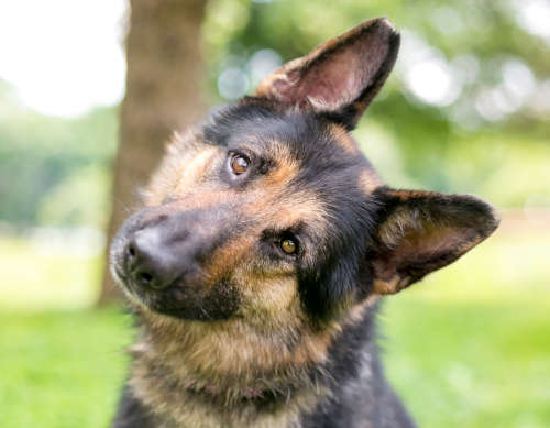 head tilt in german shepherd