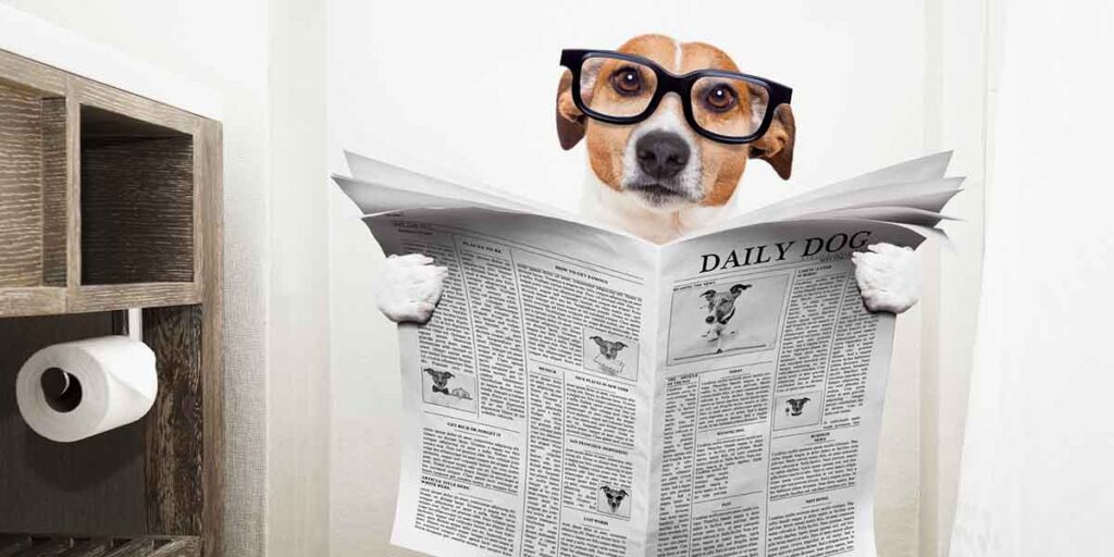 dog sitting on toilet reading newspaper