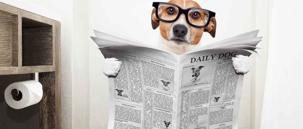 dog sitting on toilet reading newspaper