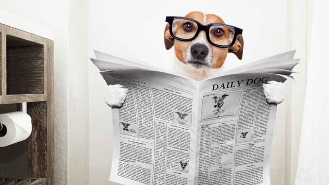 dog sitting on toilet reading newspaper