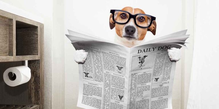 Dog with Diarrhea But Acting Normal: Our Vet Shares 6 Things to Know