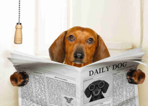 Dog Has Bloody Diarrhea but Acts Normal: Tips From Our Vet