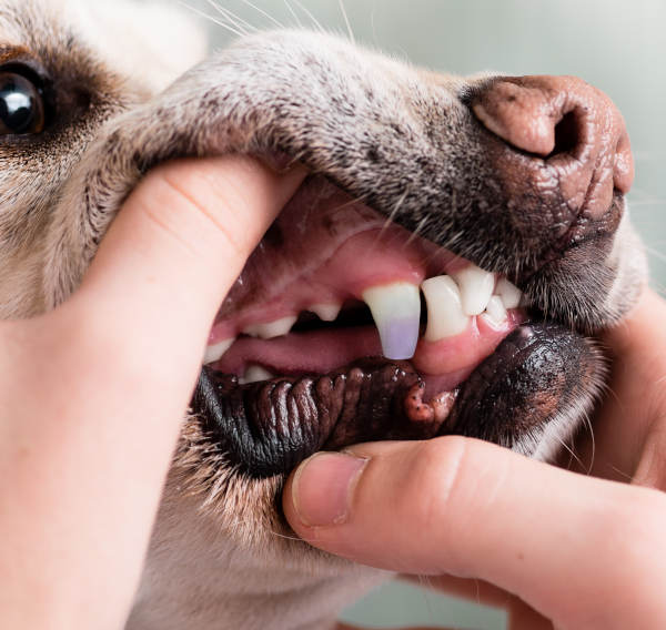 discolored tooth in a dog that cause black spots