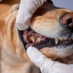 veterinarian showing tooth abscess and dental disease in a dog