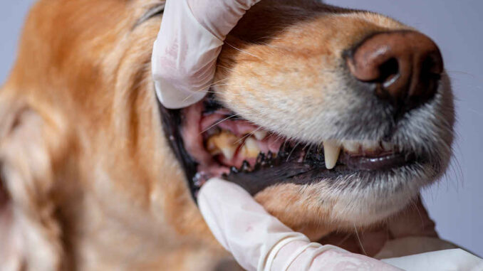 veterinarian showing tooth abscess and dental disease in a dog