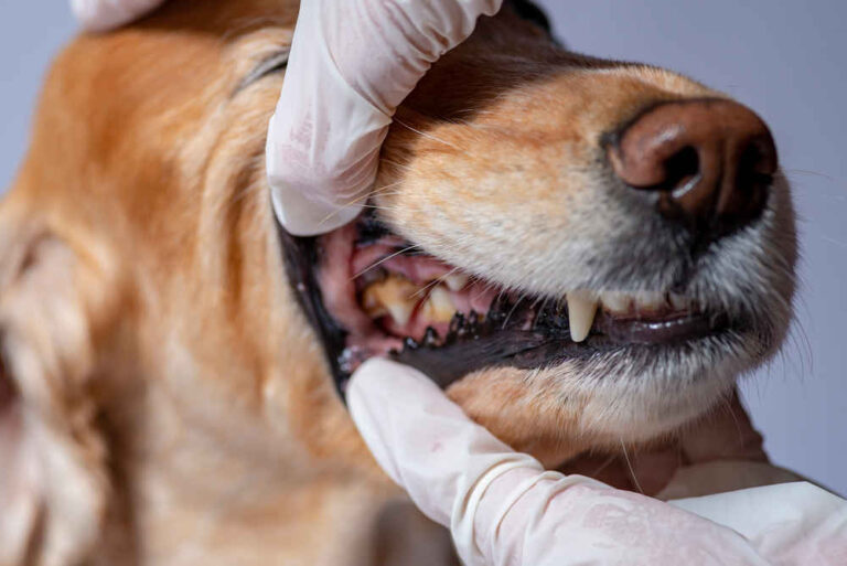 Pictures of Tooth Abscesses in Dogs, with Details From our Veterinarian