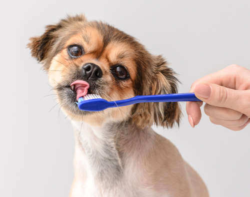 owner brushing dog's teeth with a tasty toothpaste