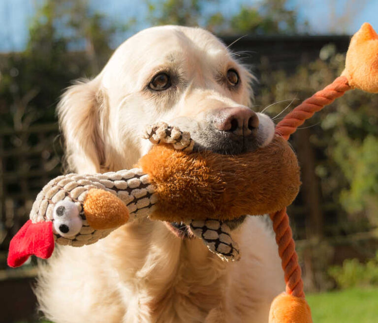 Why Dogs Don’t Like Toys + 7 Ideas from Our Dog Trainers