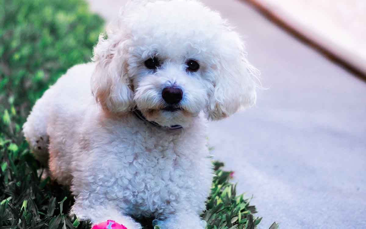 18 Best Small White Dog Breeds (With Cute Images!)