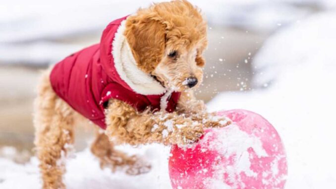 toy poodle playing with ball in the snow