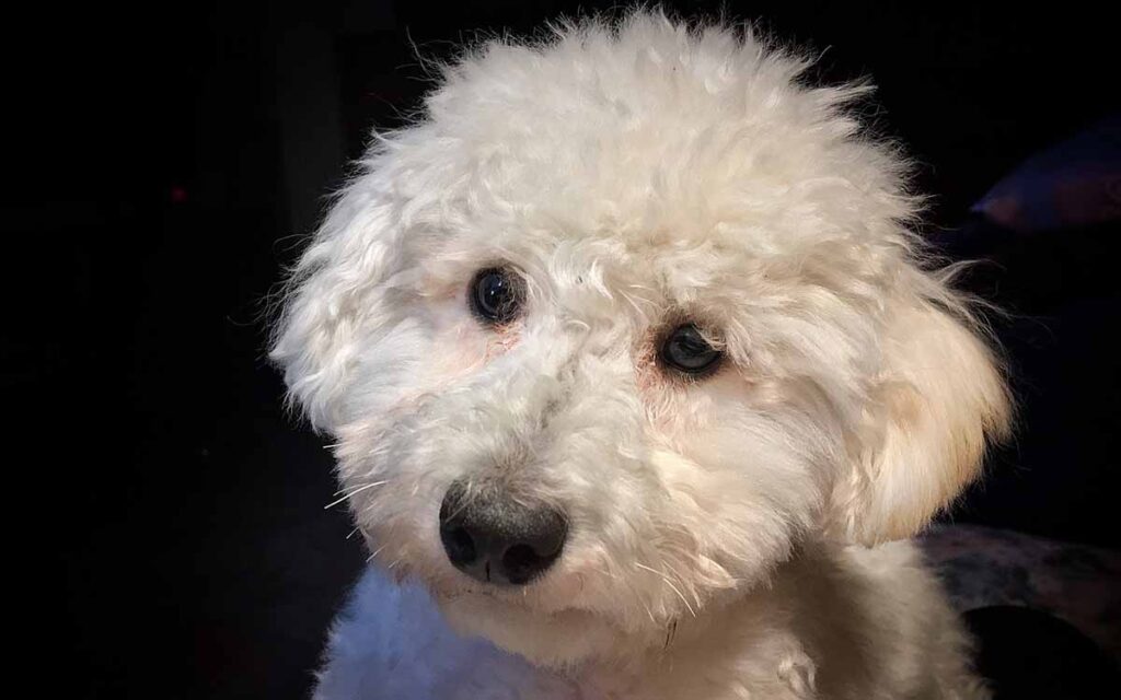 white poodle