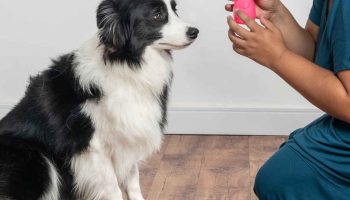 dog doesn't want to play with toys