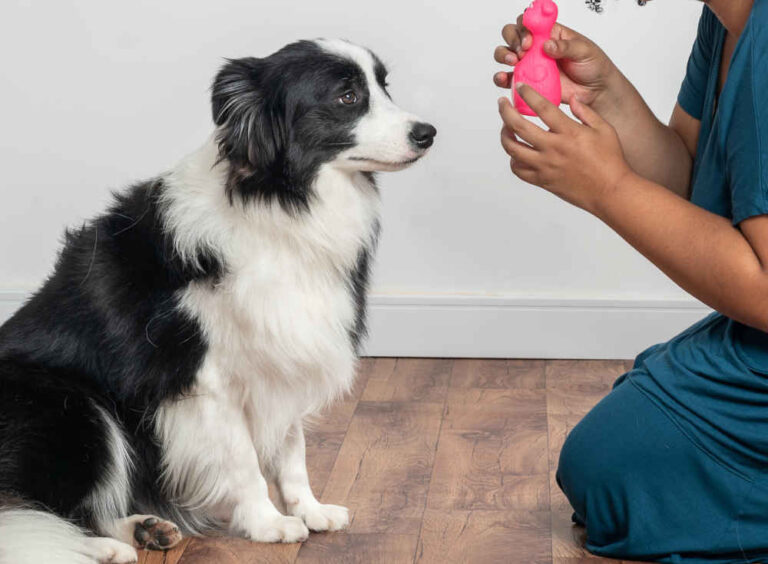 Why Some Dogs Don’t Like Toys + 7 Ideas from Our Dog Trainers