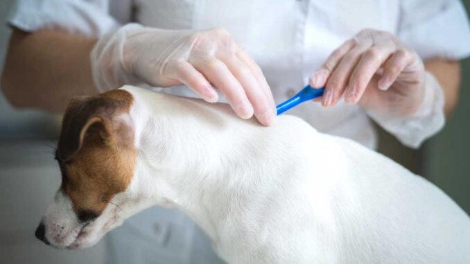 Treatment for dog worms in outlet stool