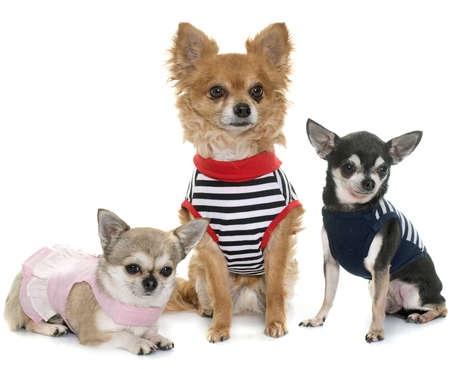 3 dogs wearing tshirts or sweaters