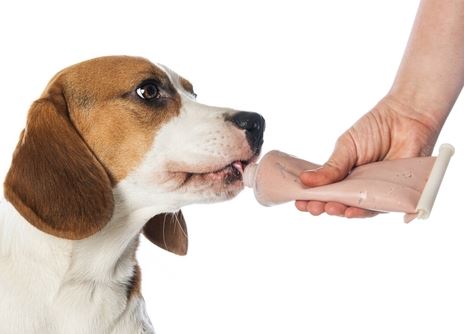 Beagle with feed tube