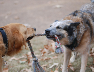 Older dogs playing tug-o-war