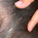 small mast cell tumor on skin of a dog