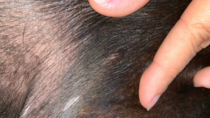 small mast cell tumors on skin of a dog