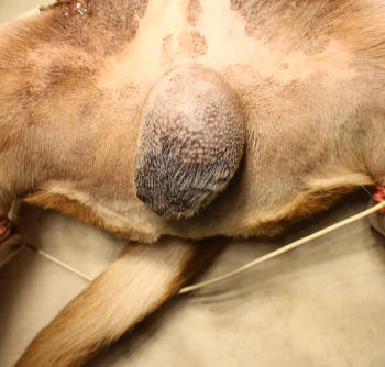 dog tumor testicle closeup from above