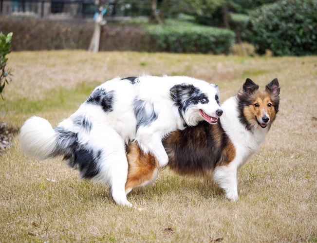 two dogs in park